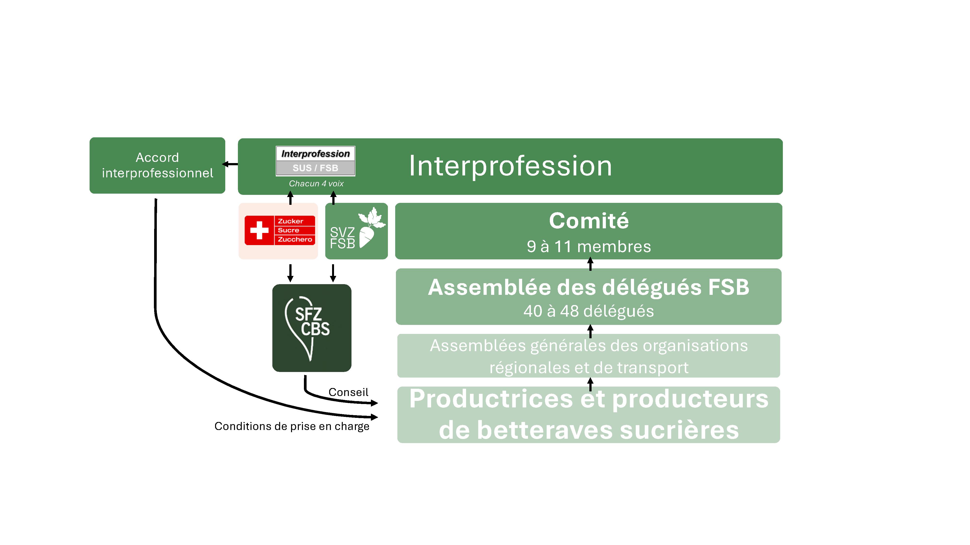 Organigramme FSB Image